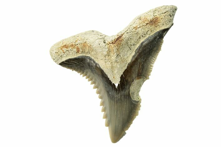 Snaggletooth Shark (Hemipristis) Tooth - Aurora, NC #257601